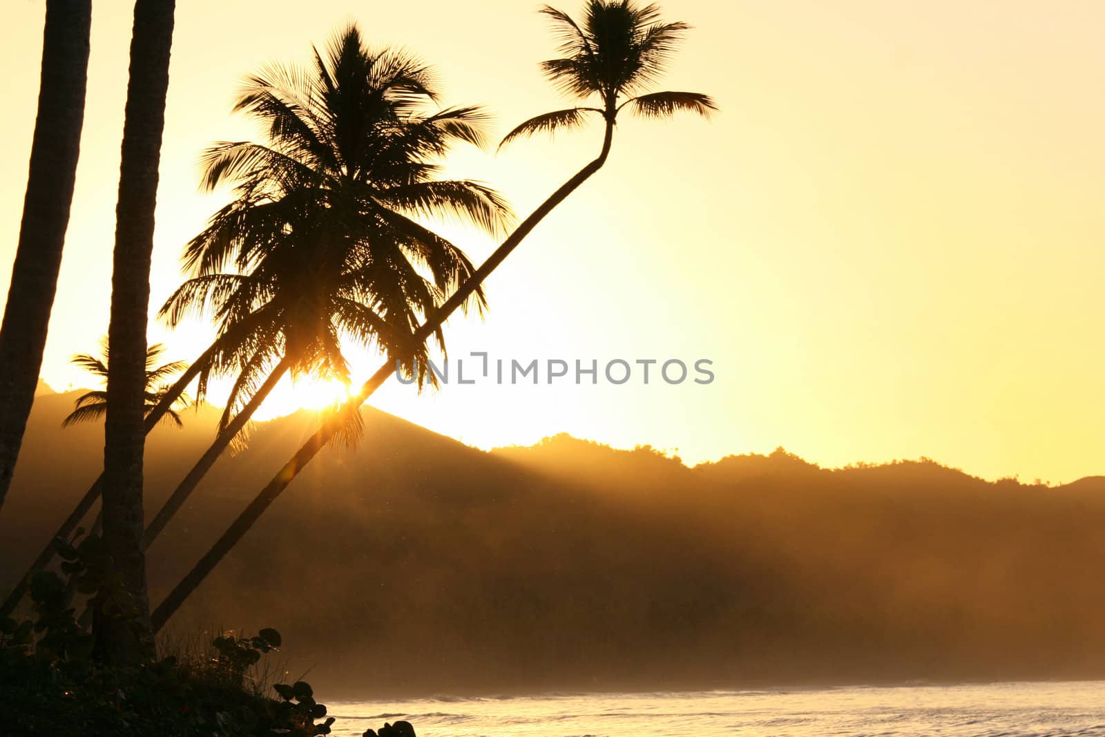 palm trees by beautiful tropical sunset