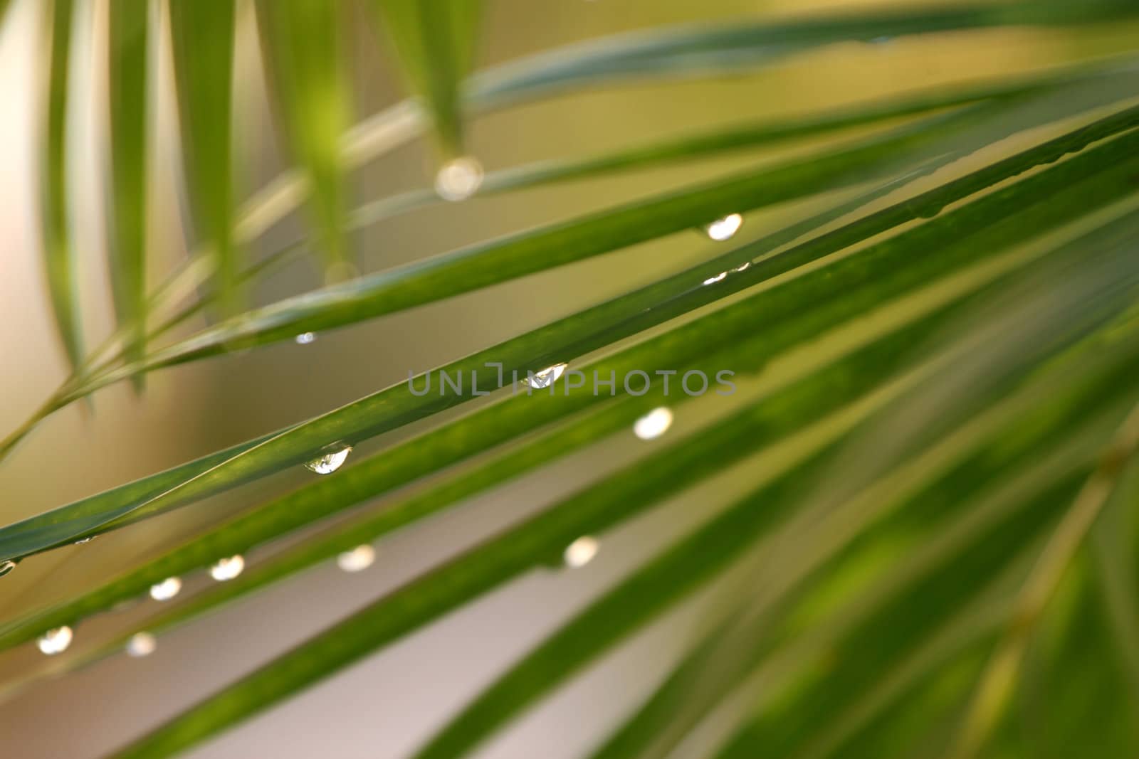 a shot of the green leaf after raining