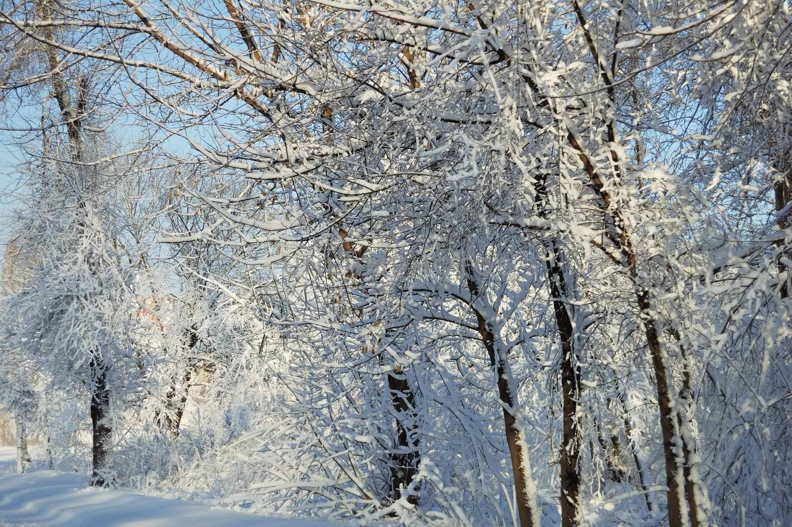 trees with sticking snow on branches, morning