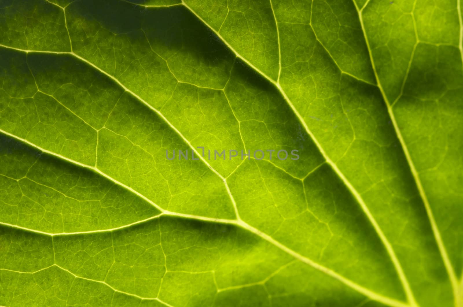 Macro Backlit Large Leaf Abstract