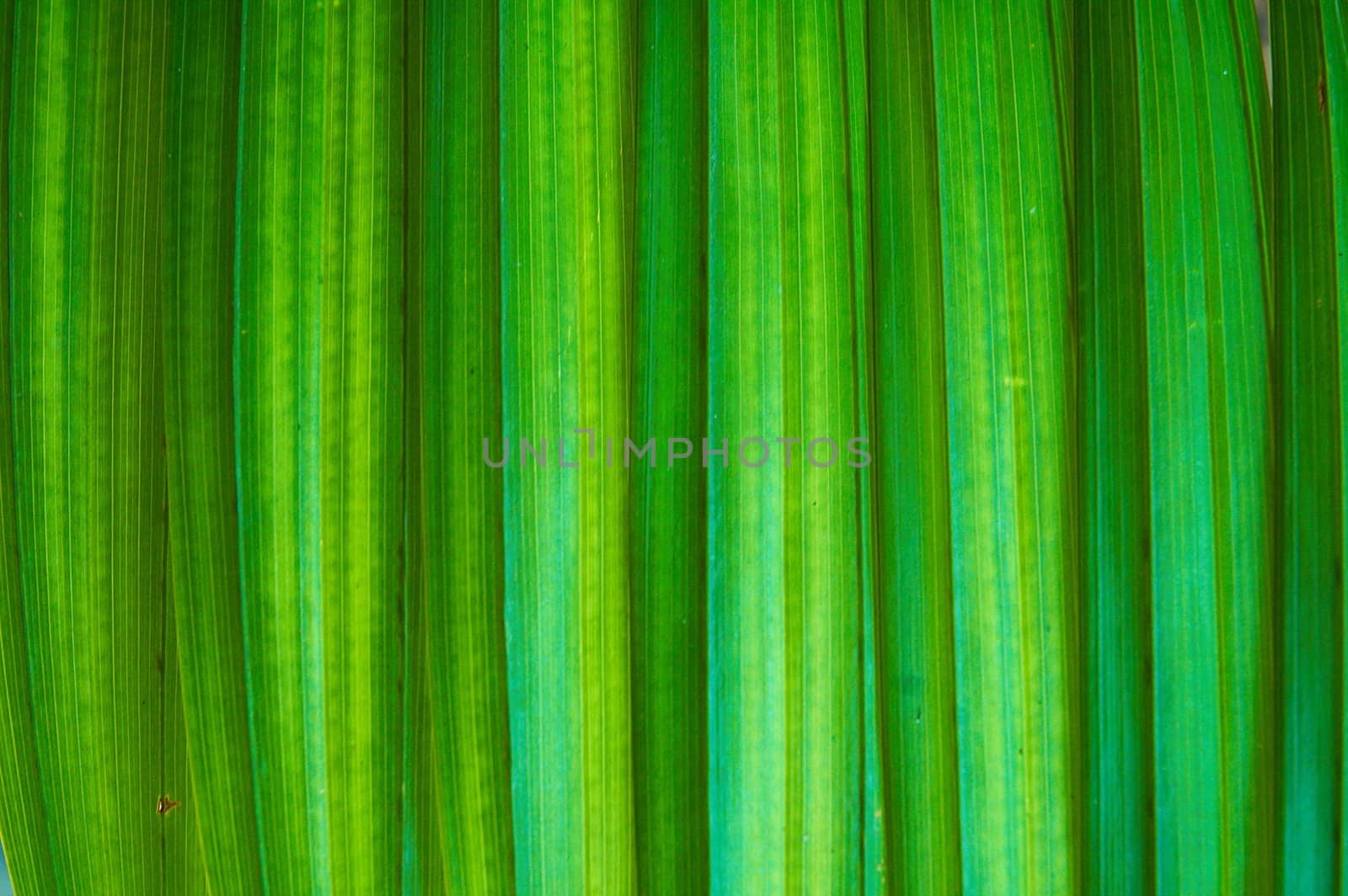 Texture from palma lives. Good bright green background.