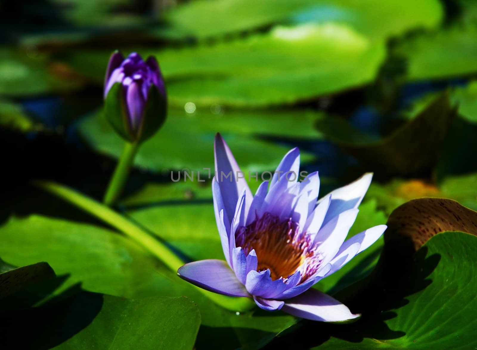 Bright colorful head of blossom water lotus.