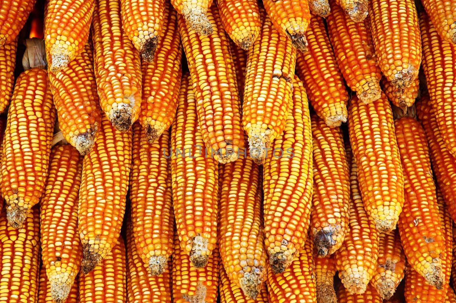 Dry yellow corn. Bright colorful natural texture.