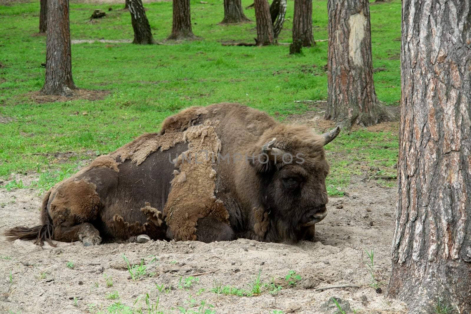 Aurochs. The big powerful bison lays in wood.