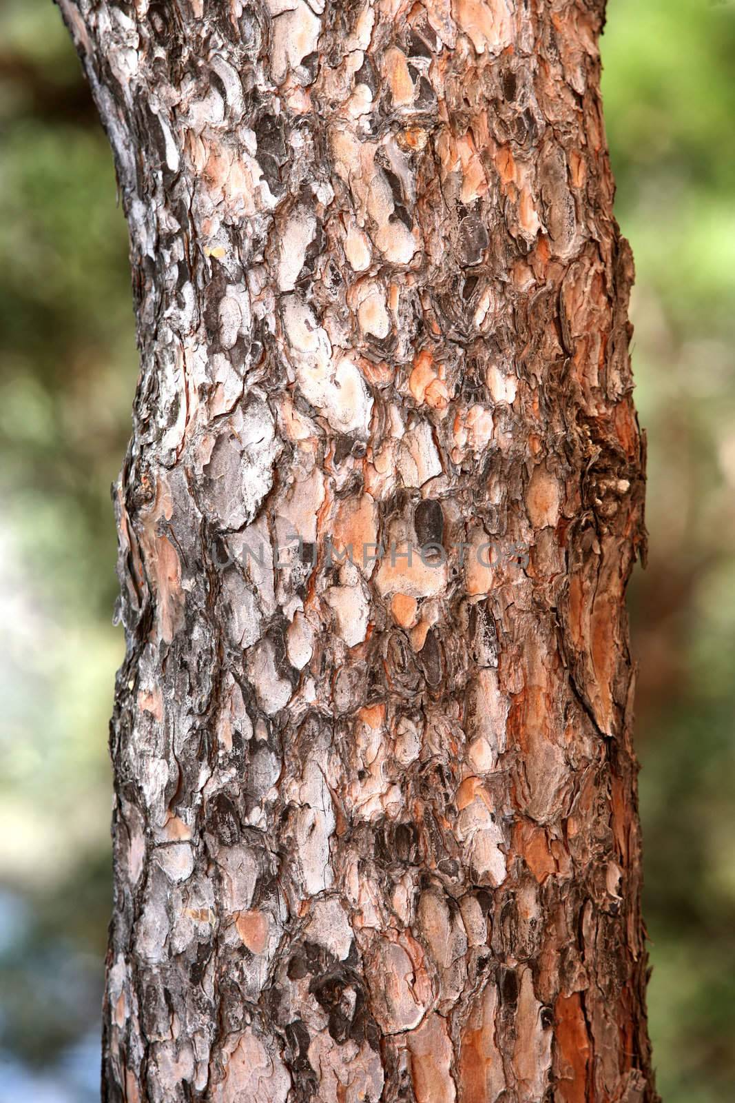 Full screen high resolution shot of trunk of a pine
