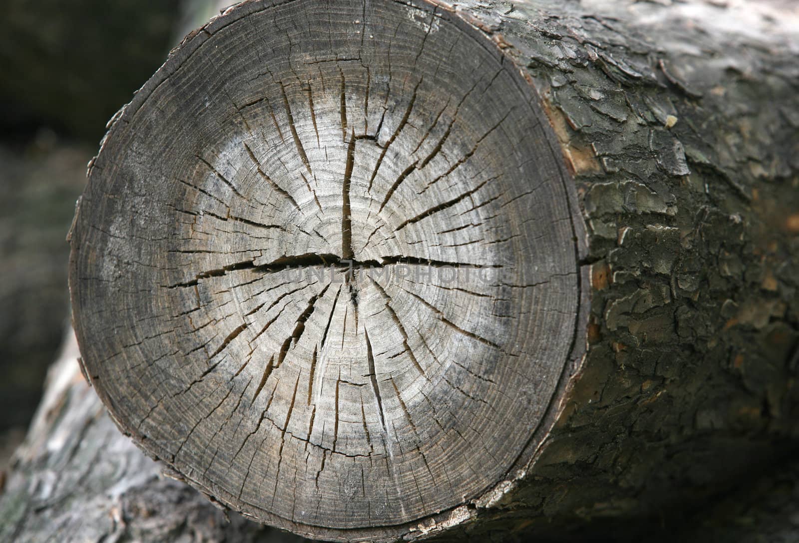 Full screen high resolution shot of wood.
Good for a texture or a background