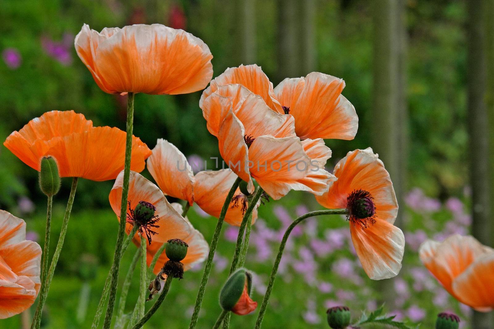 Orange Poppies growingin a garden in Staffordshire, England.