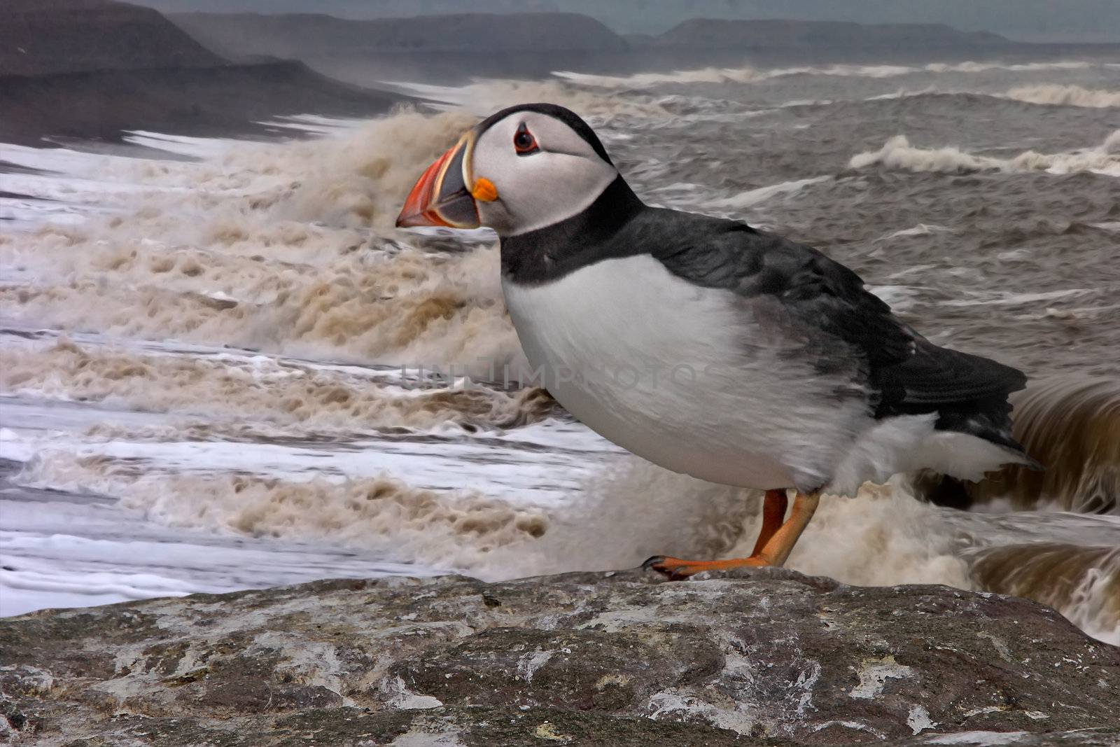 A Puffin braving the stormy weather on the coast of the north sea in England.