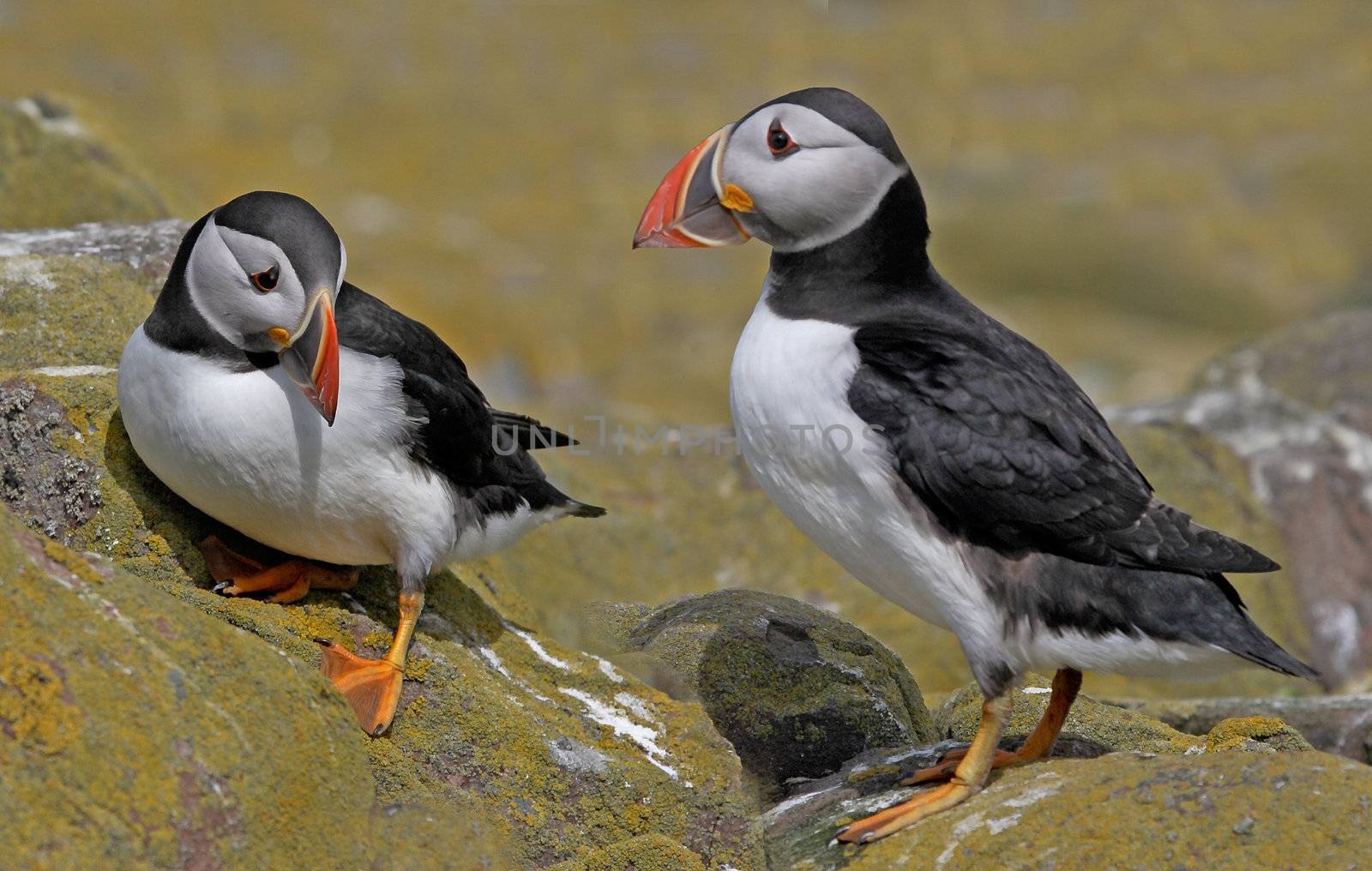 Male and female Puffins get together at mating time, on the rocks at the Farne Islands, Northumbria, England.