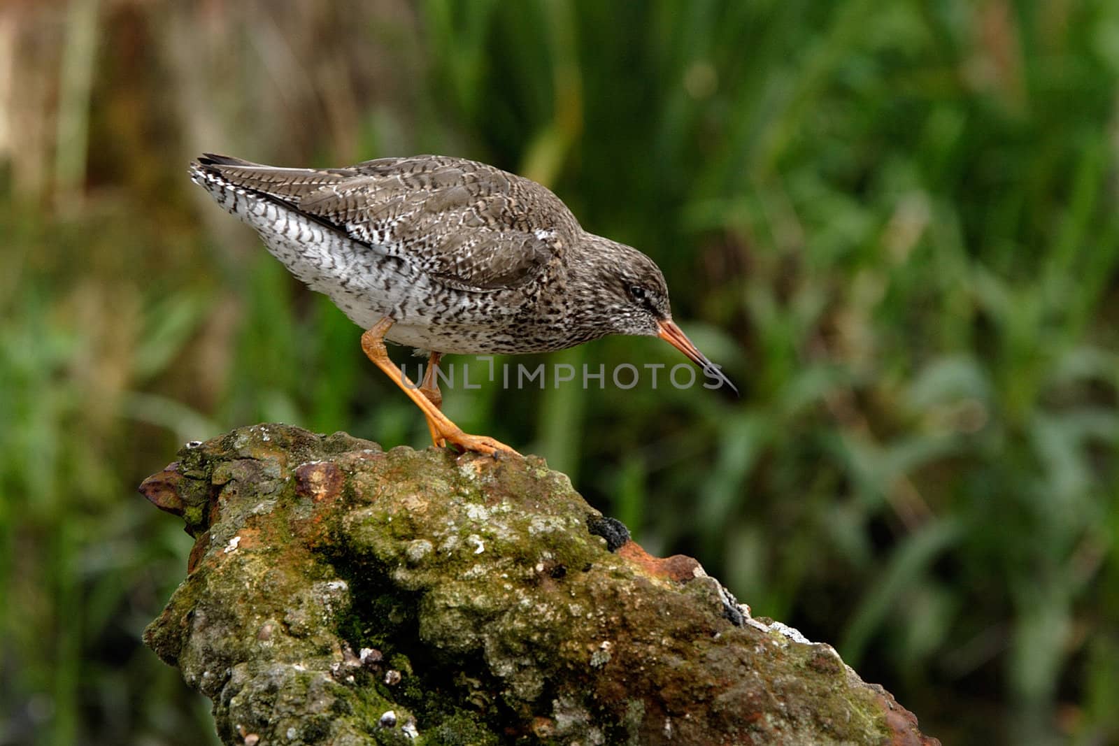 A Redshank poised on a rock in Norfolk, England.
