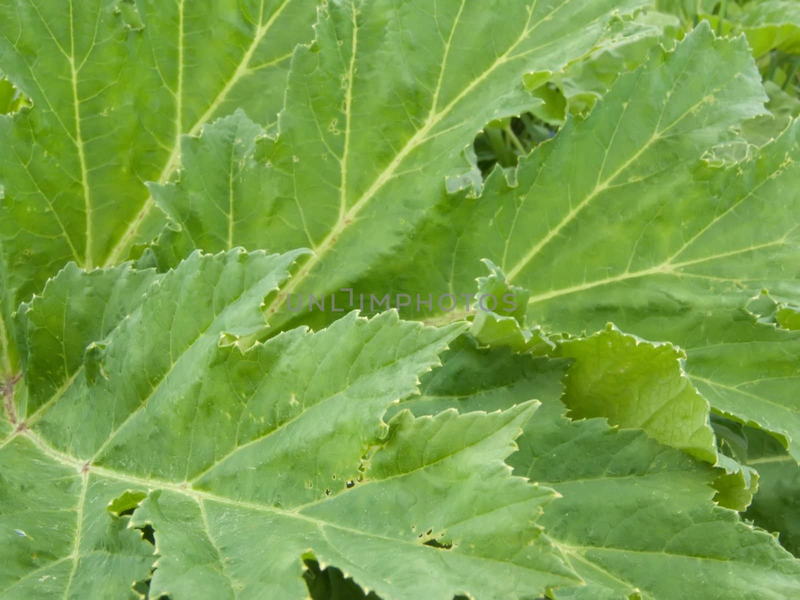 GREEN LEAVE BACKGROUND by Jim