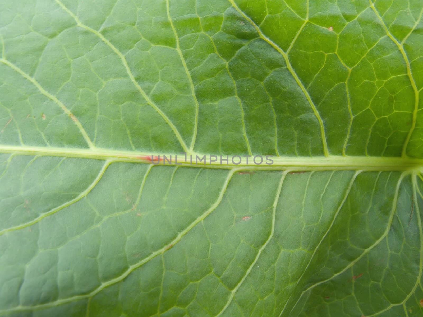 GREEN LEAVE BACKGROUND by Jim