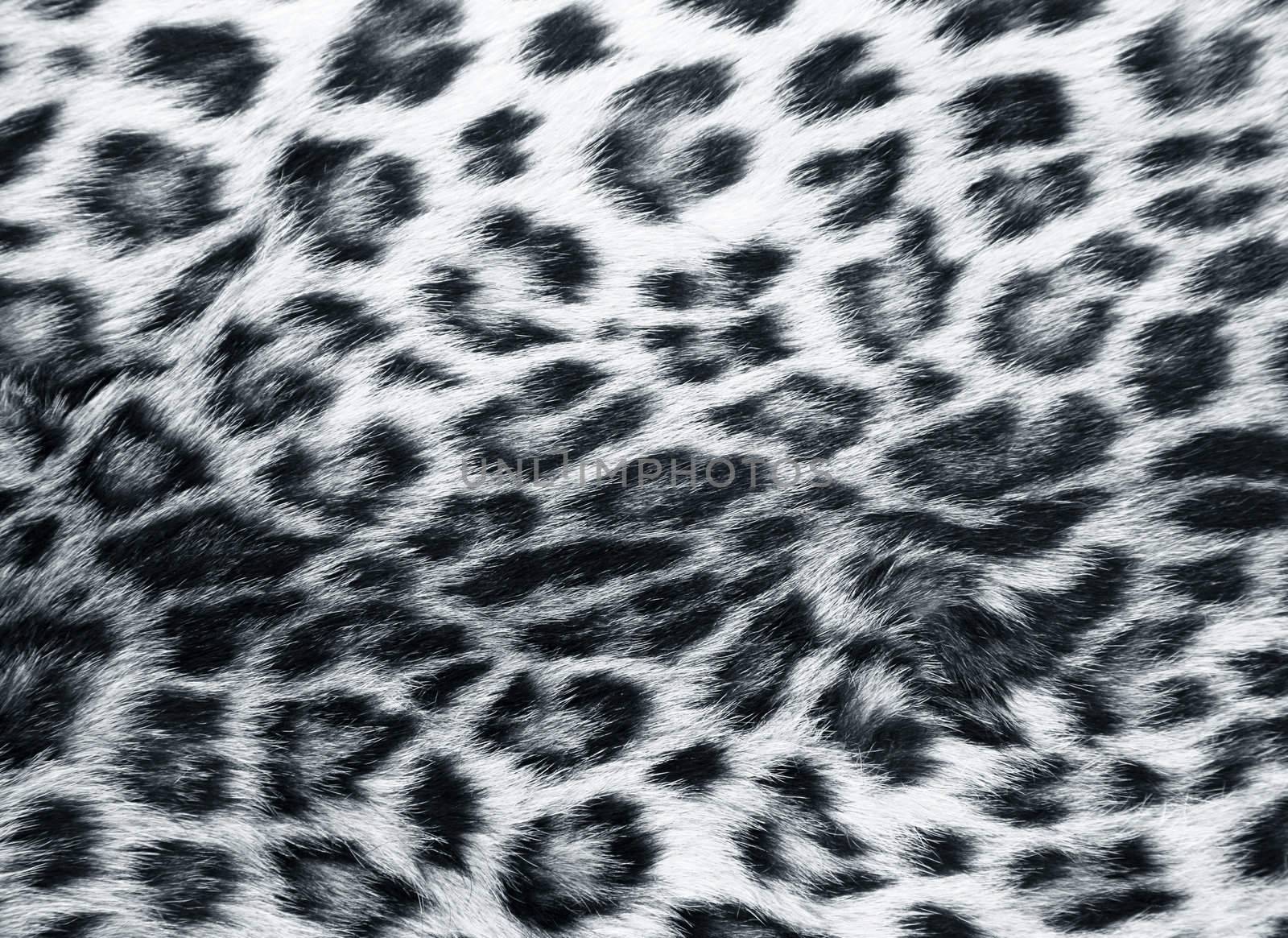 Full screen high resolution shot of a skin of the leopard. Good for a texture or a background
