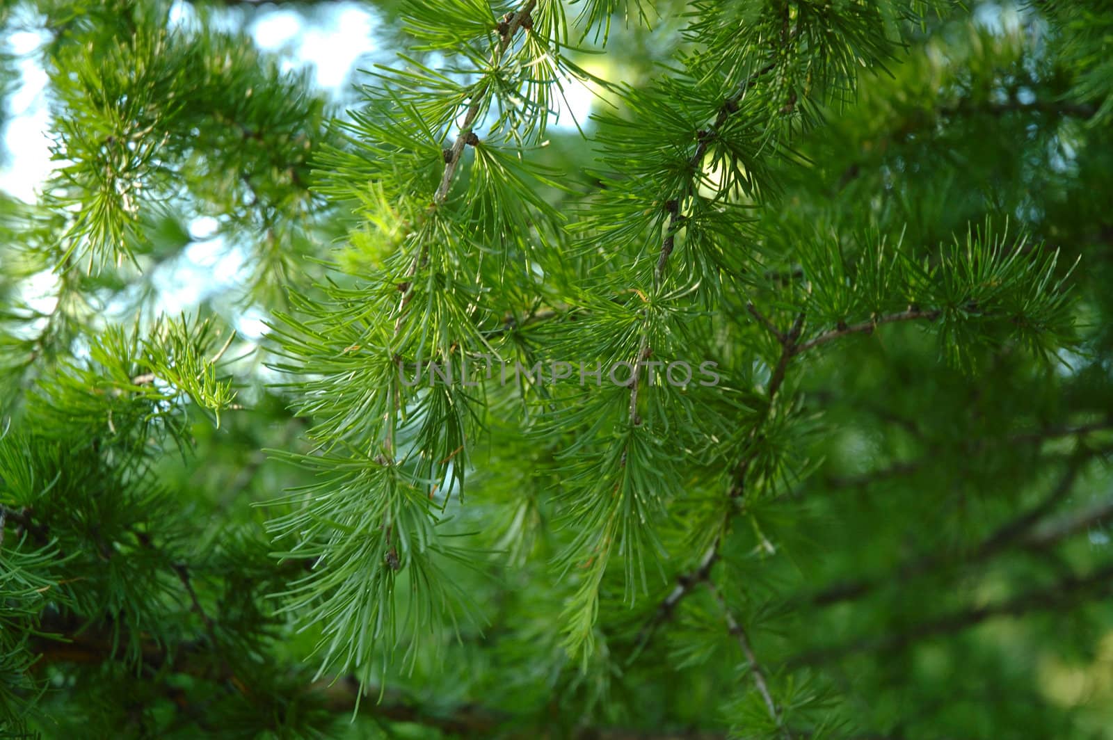 Conifer branchlets (Spruce). Brightly green needles - summer nature background.