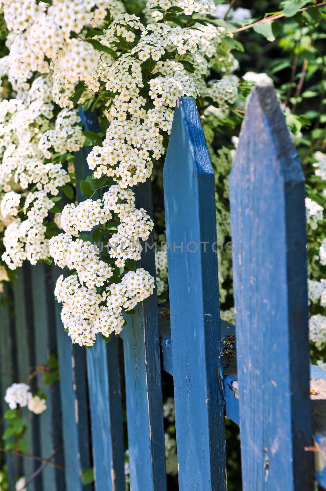 Blue fence with white flowers by elenathewise