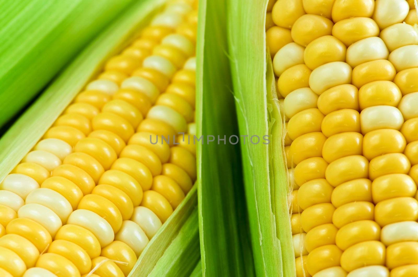 Corn close up by elenathewise
