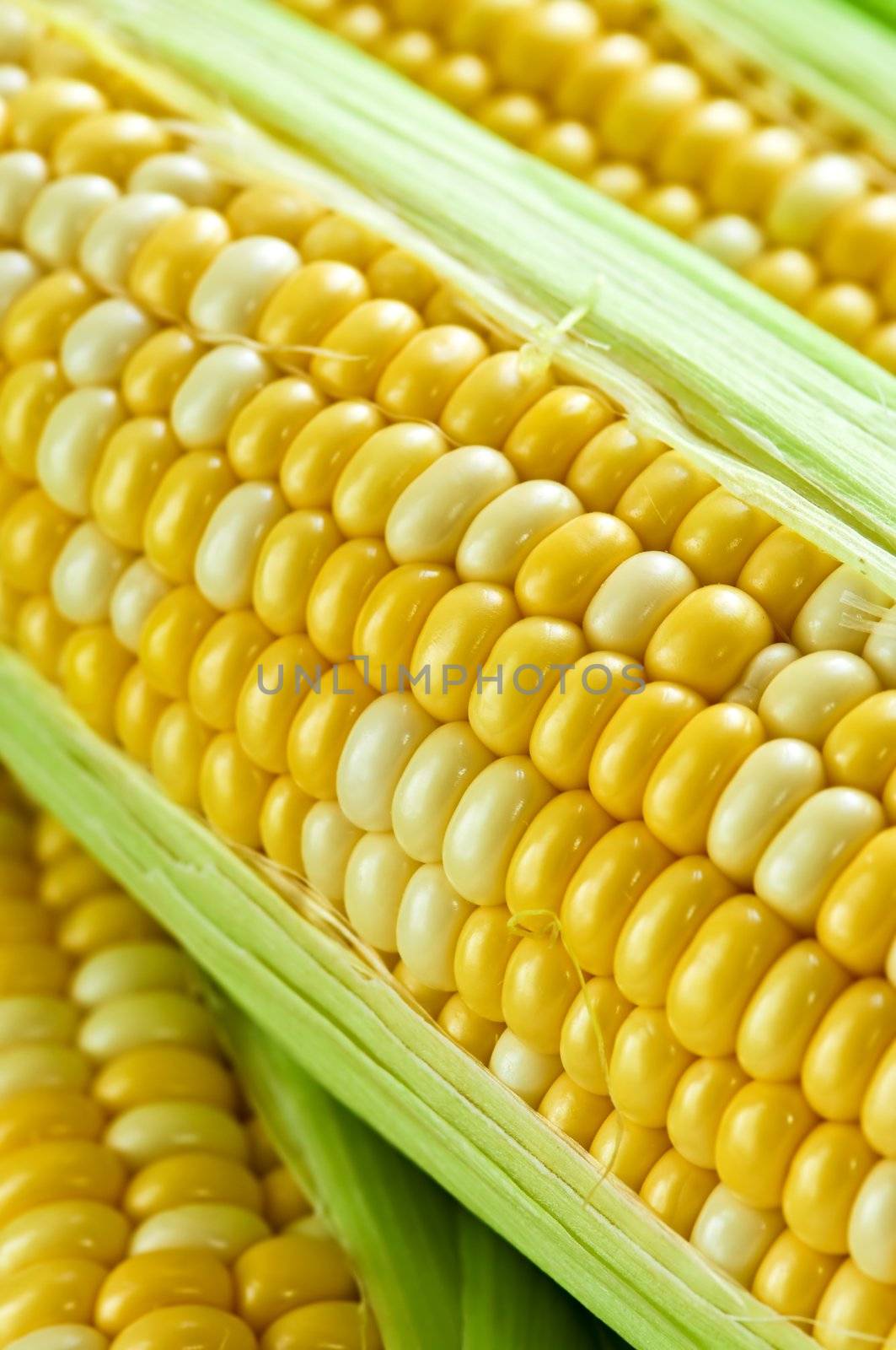 Ears of fresh corn with husks close up