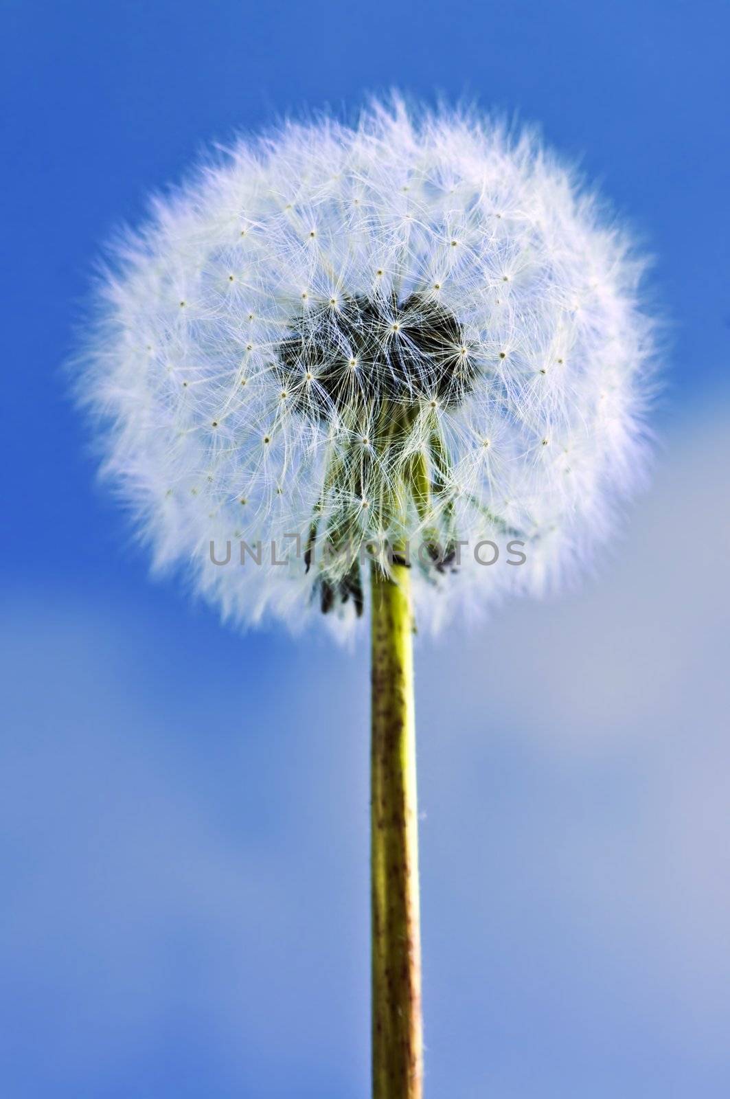 Dandelion close up on blue sky background