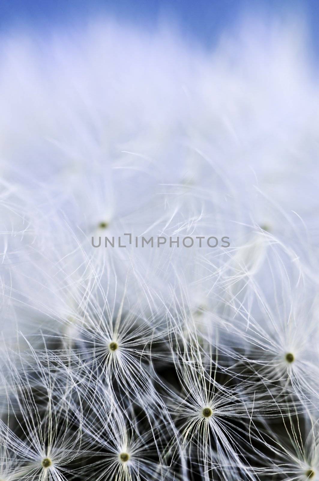 Macro of dandelion seeds on blue sky background