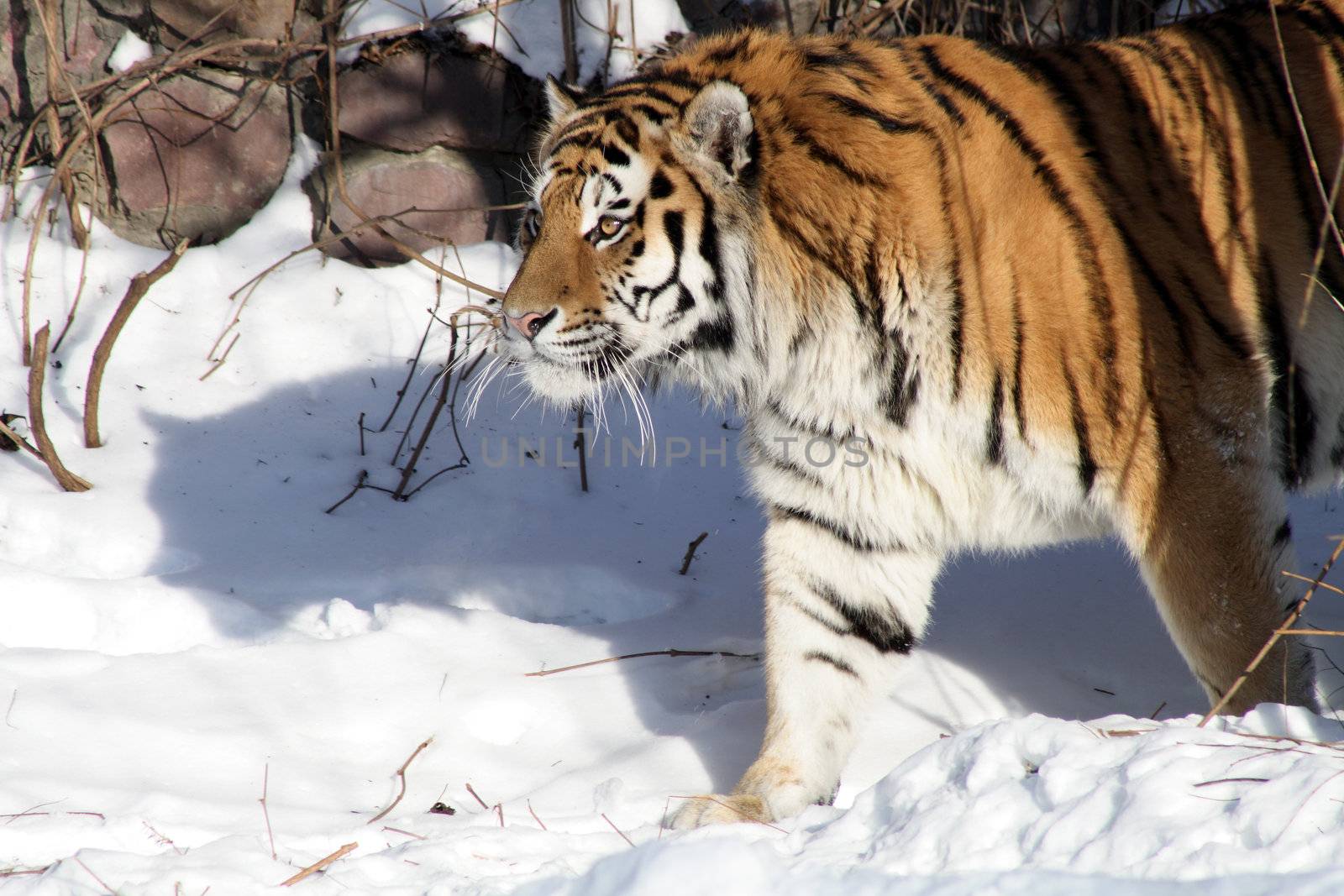 Closeup of nice siberian tiger walking across winter landscape
