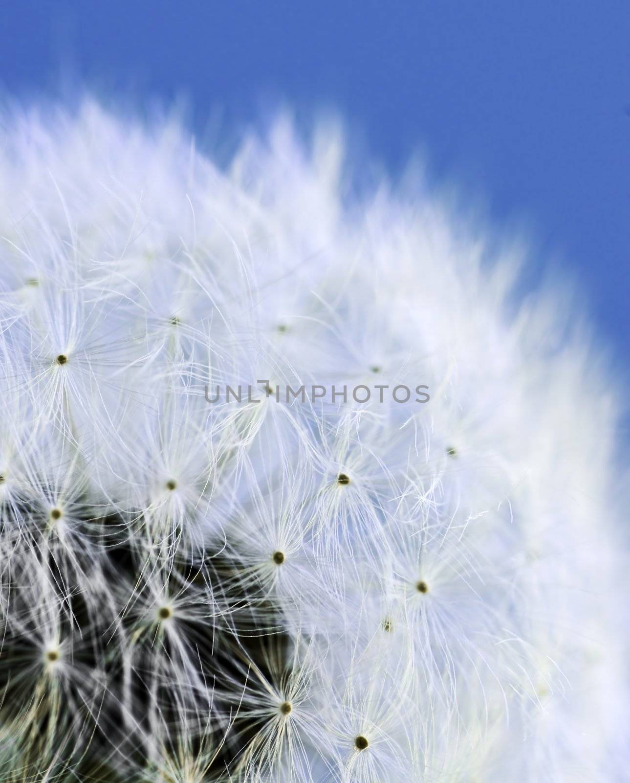 Macro of dandelion seeds on blue sky background