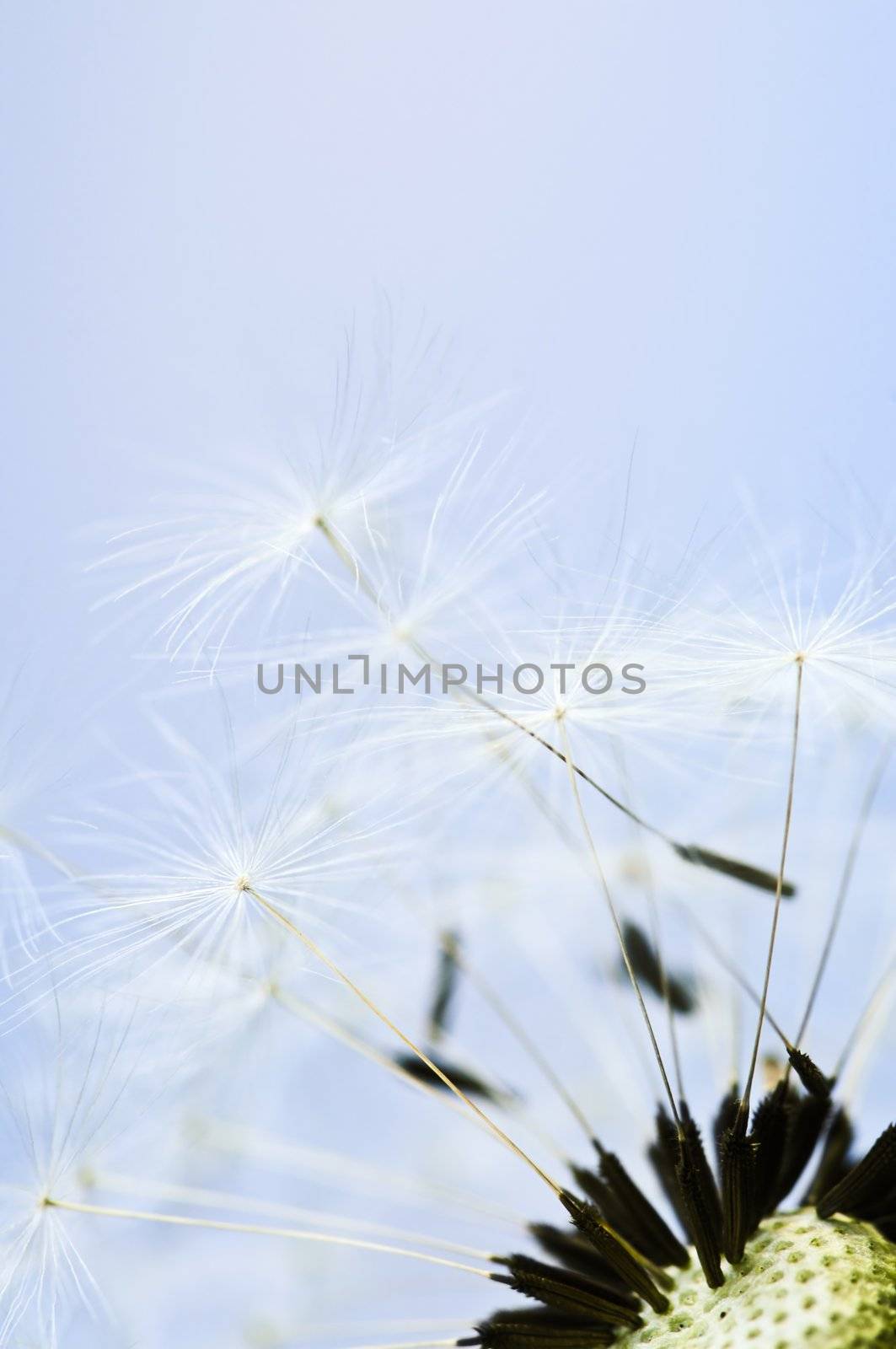 Macro of dandelion seeds on blue sky background