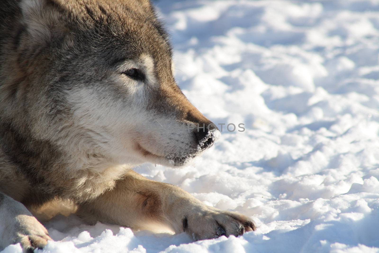 Closeup of wolf's muzzle on snow background with copy space