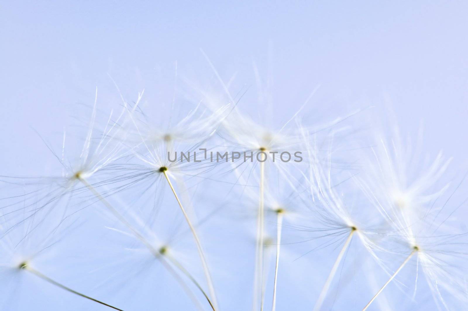 Macro of dandelion seeds on blue sky background