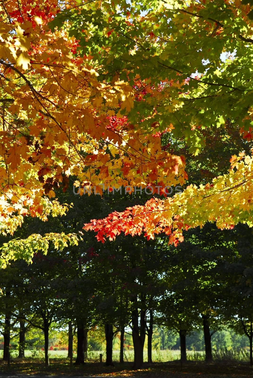 Branches of colorful autumn maple trees in fall park