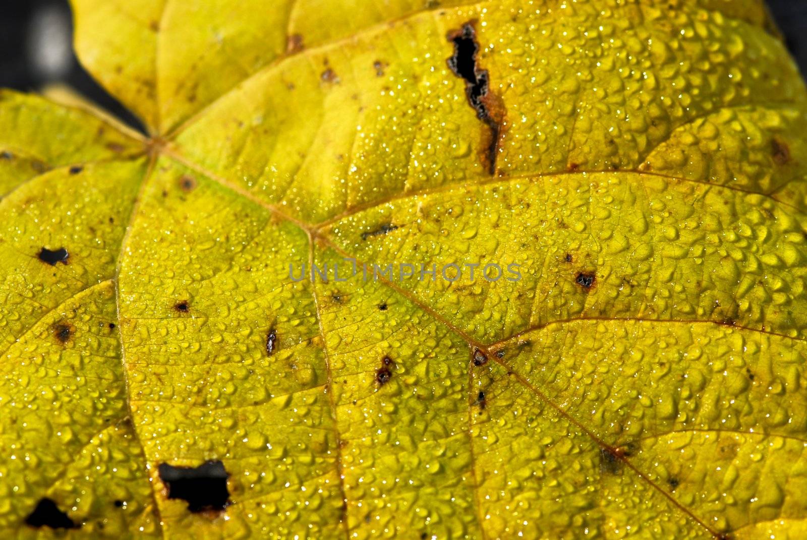 Autumn leaves macro by elenathewise