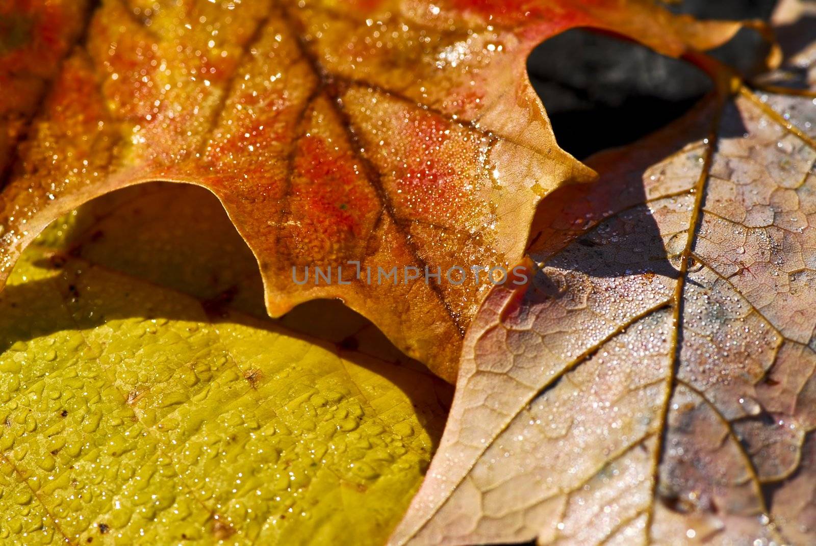 Macro of dewy autumn leaves of bright fall colors
