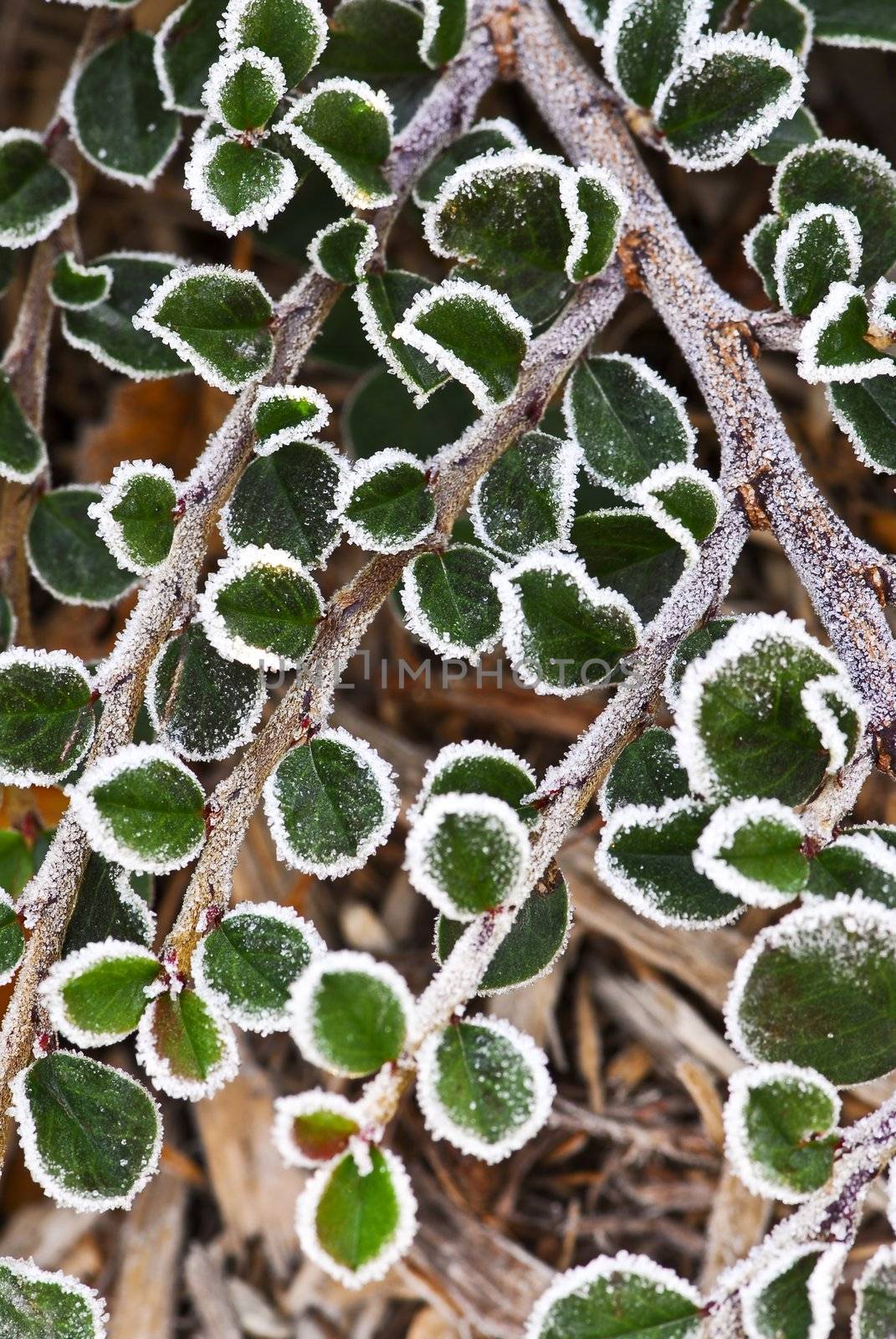 Frosty plants in late fall by elenathewise