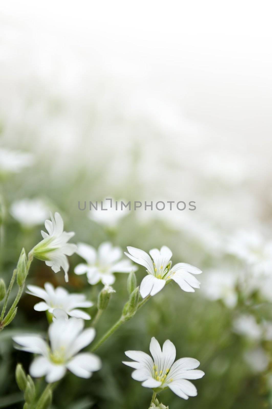 Floral background of cerastium snow-in-summer flowers close up