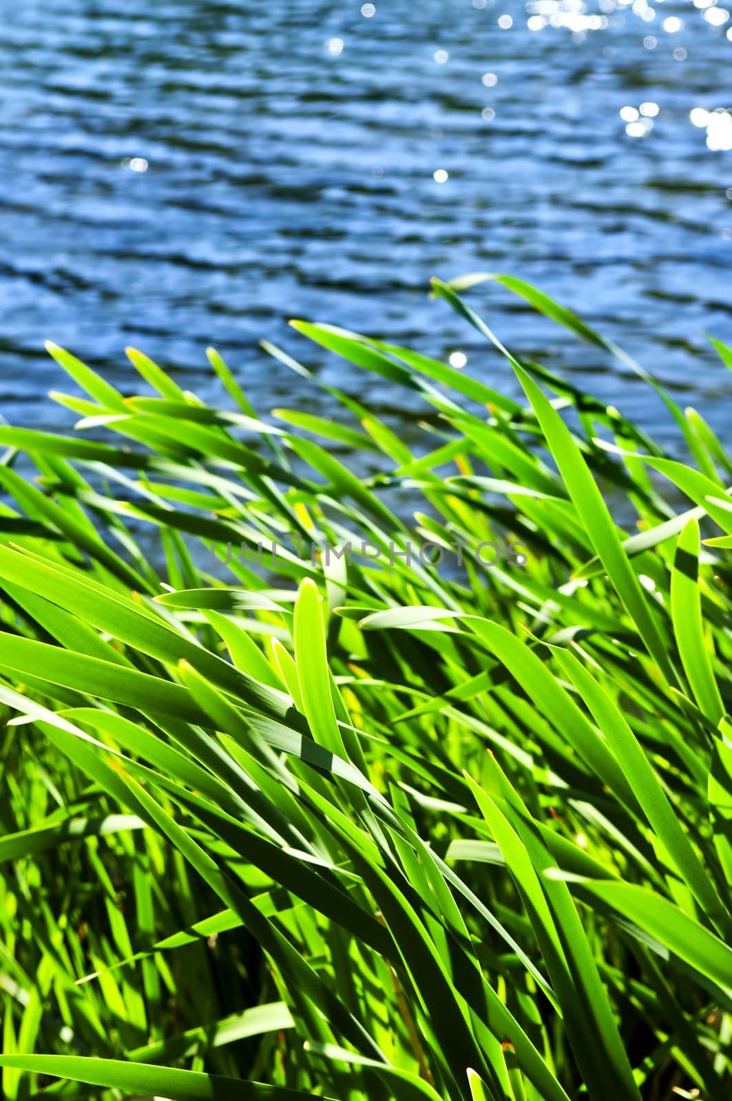 Natural background of green reeds at water edge