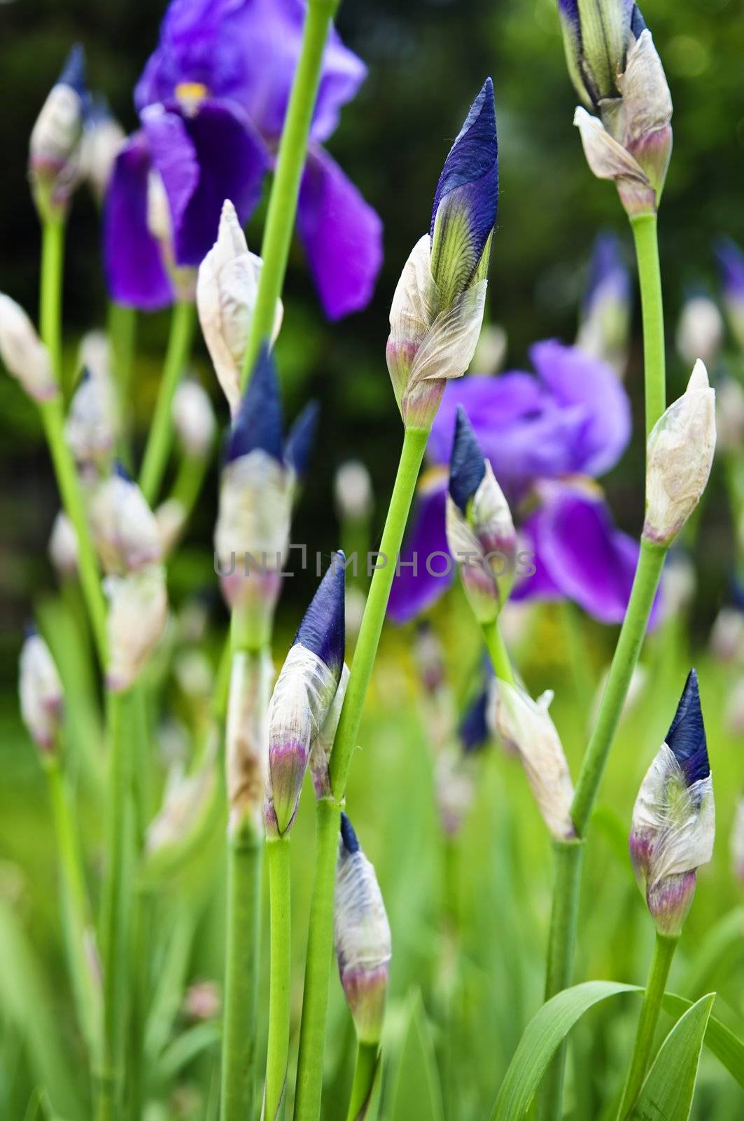 Floral background of purple irises about to bloom