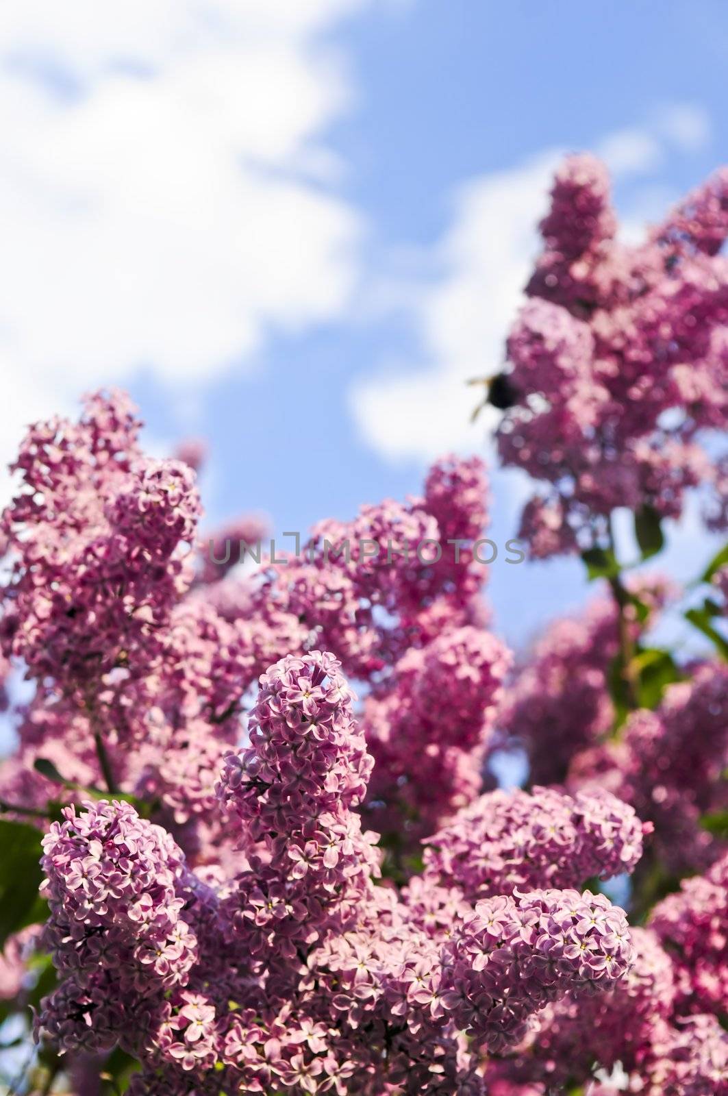 Abundant flowers of purple lilac blooming in late spring