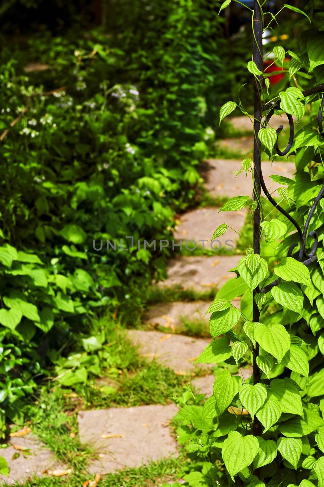 Closeup on green yam vine climbing on wrought iron arbor