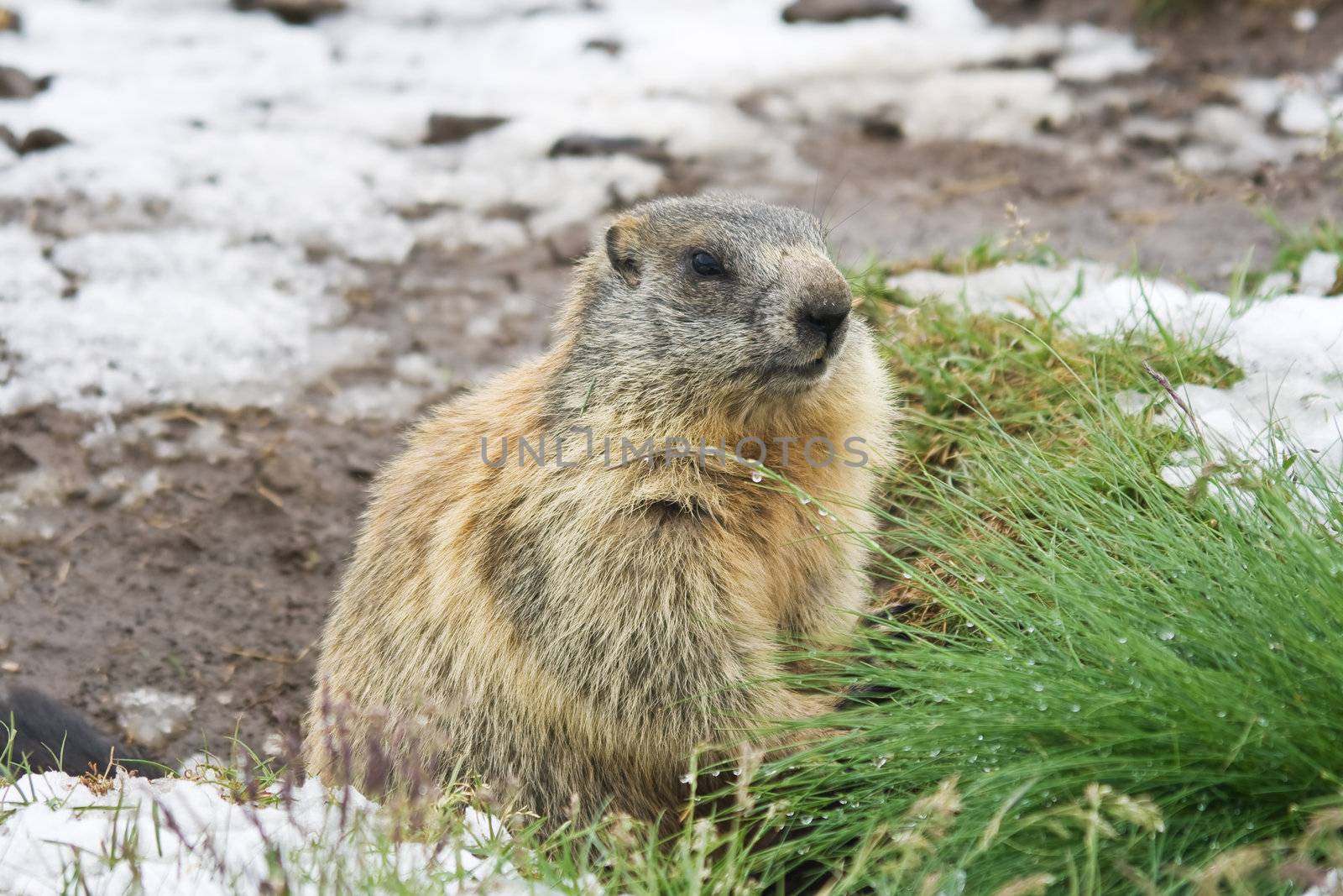 Marmot standing on a snow covered meadow in italian alps