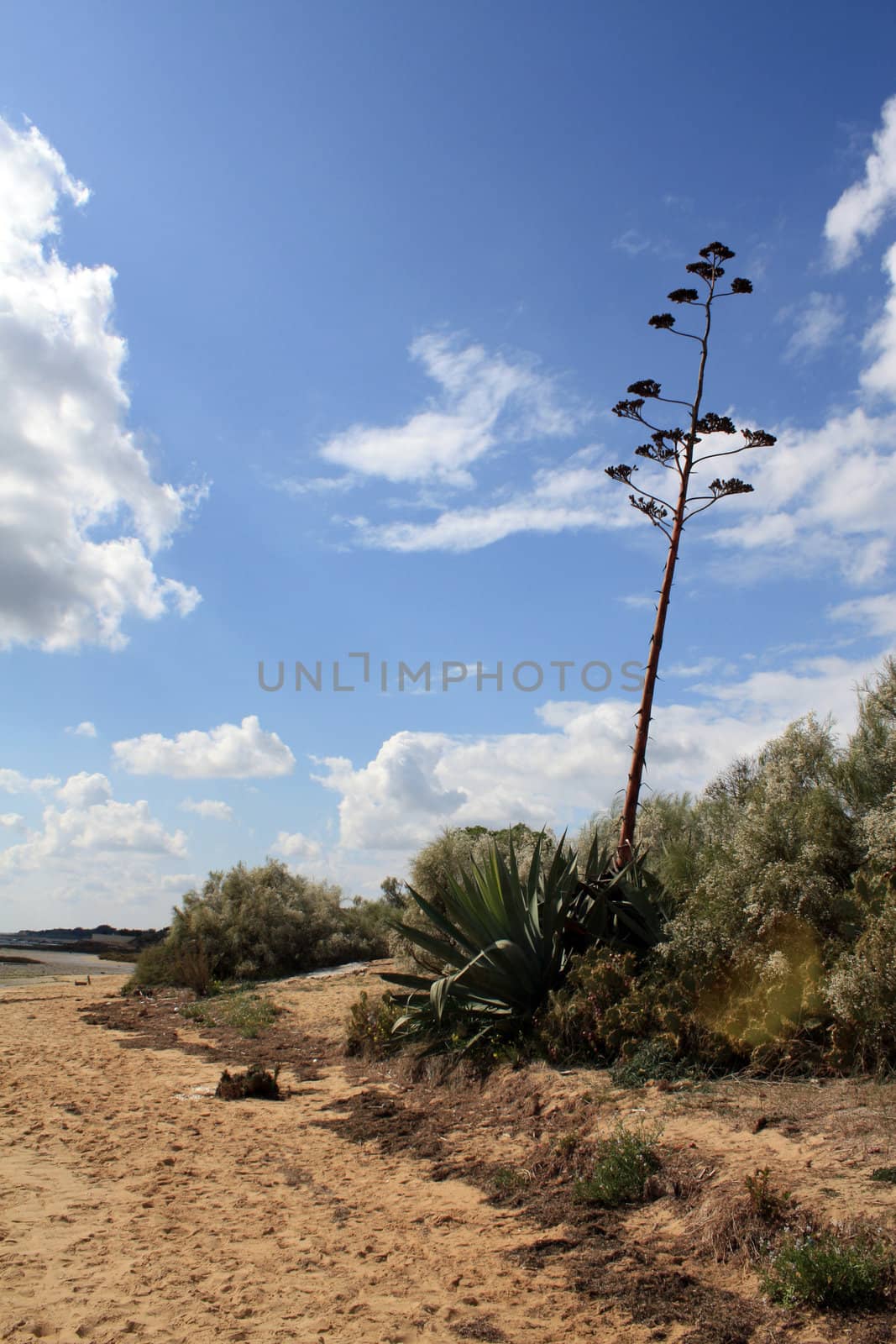 Agave on a beach in the Algarve, south coast of Portugal.