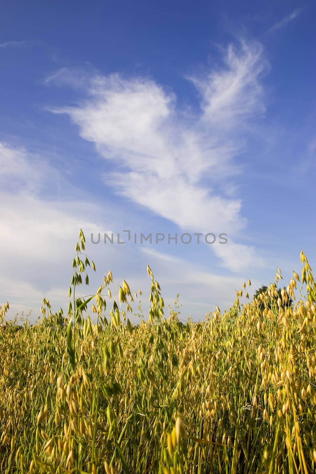 Field of oats against blue sky with white clouds