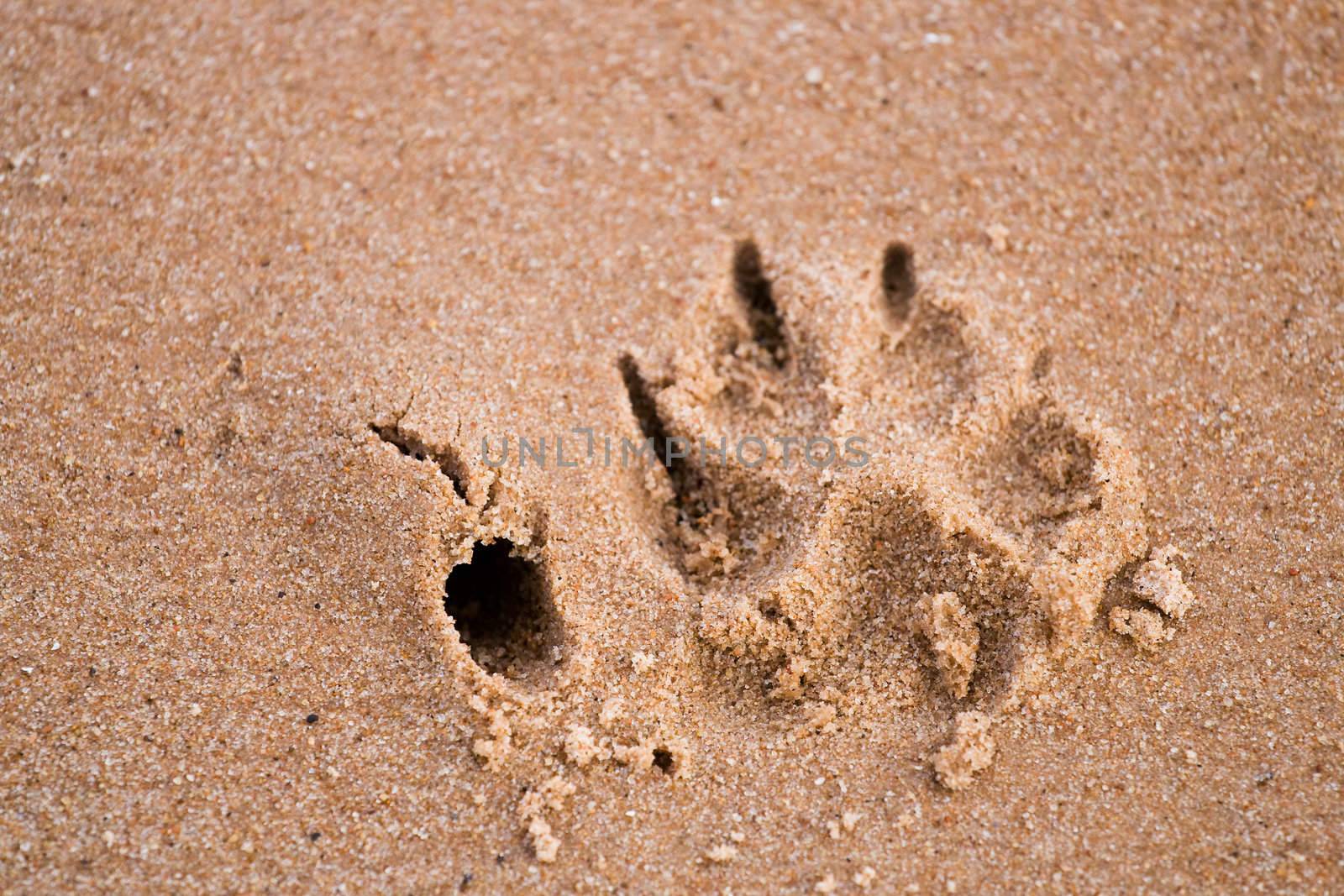 Dog paw print in sand by ints