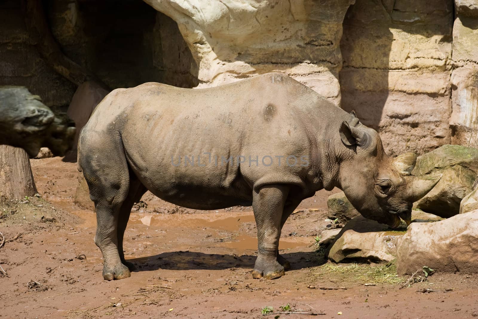 Rhinoceros in Zoo by ints