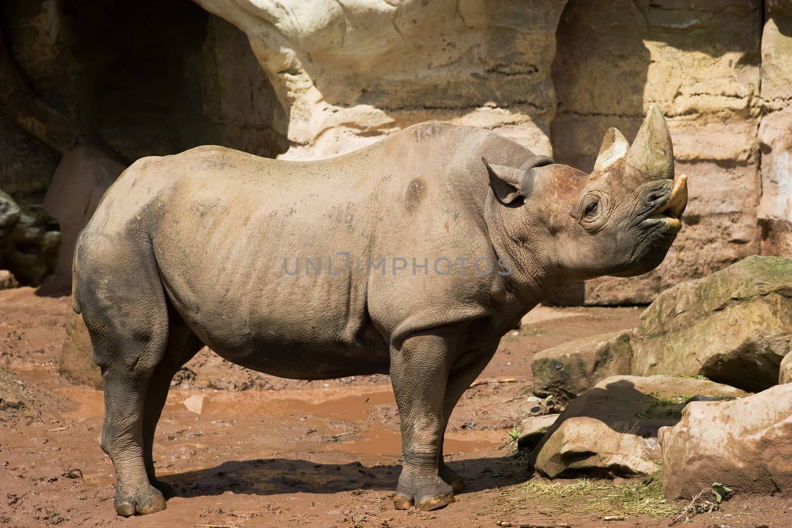 Standing adult Rhinoceros in Zoo. Sunny summer day. Clipping path for rhino included.