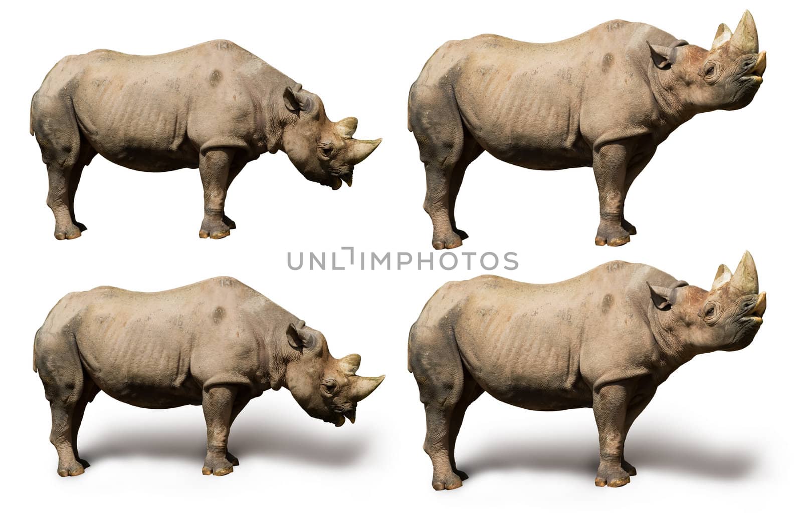 Standing adult Rhinoceros in sunny summer day. Clipping path included to remove object shadow or replace background.