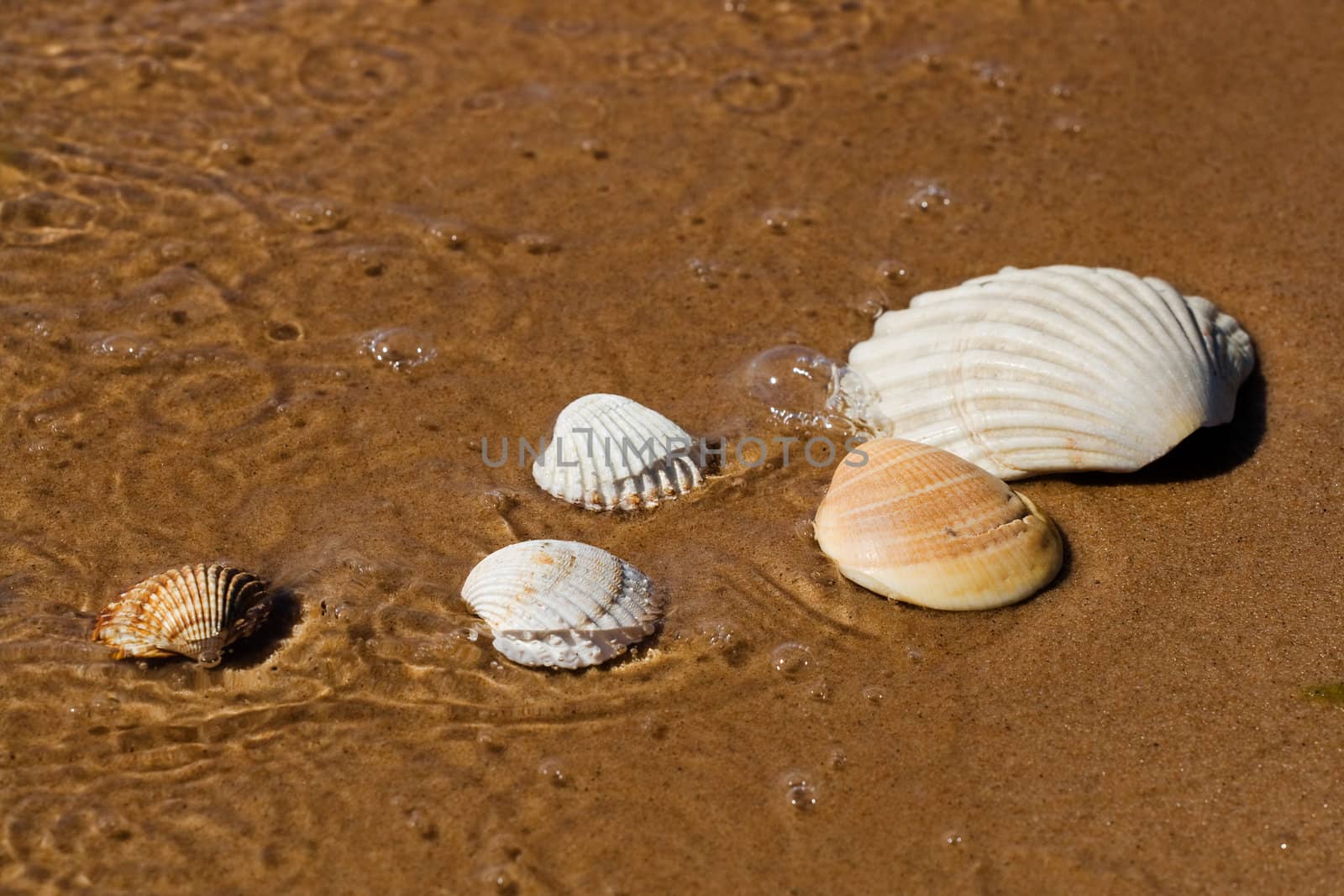 Sea shells in the wet beach sand