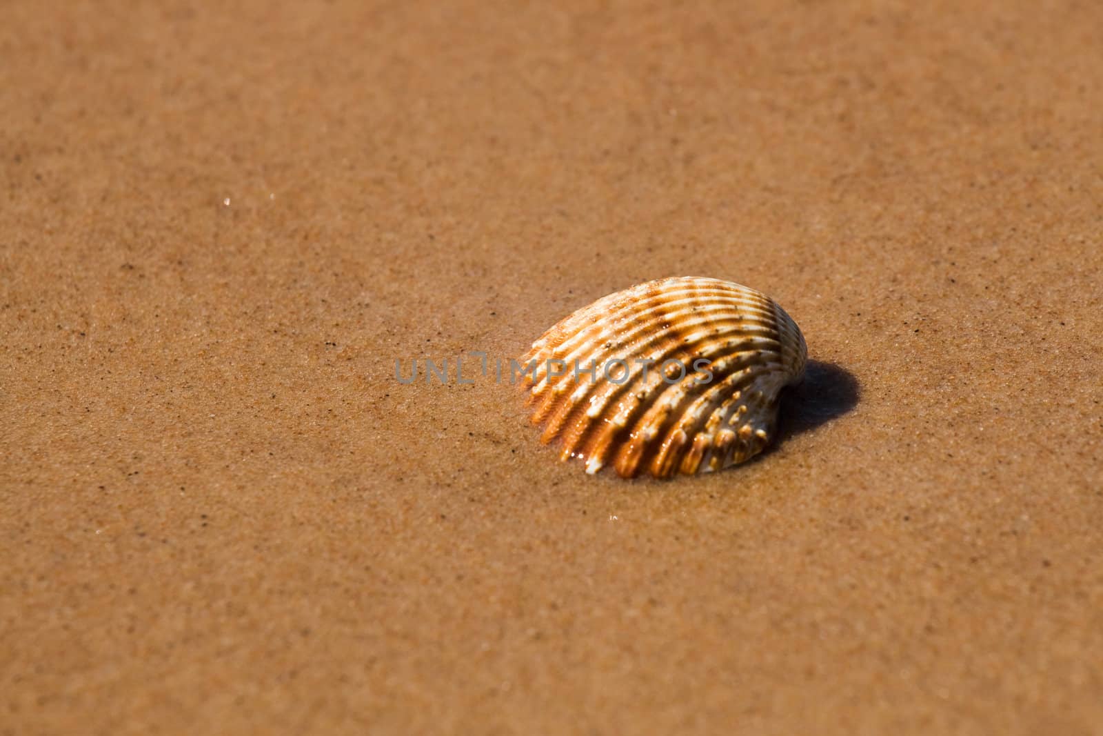 Sea shell in the wet beach sand