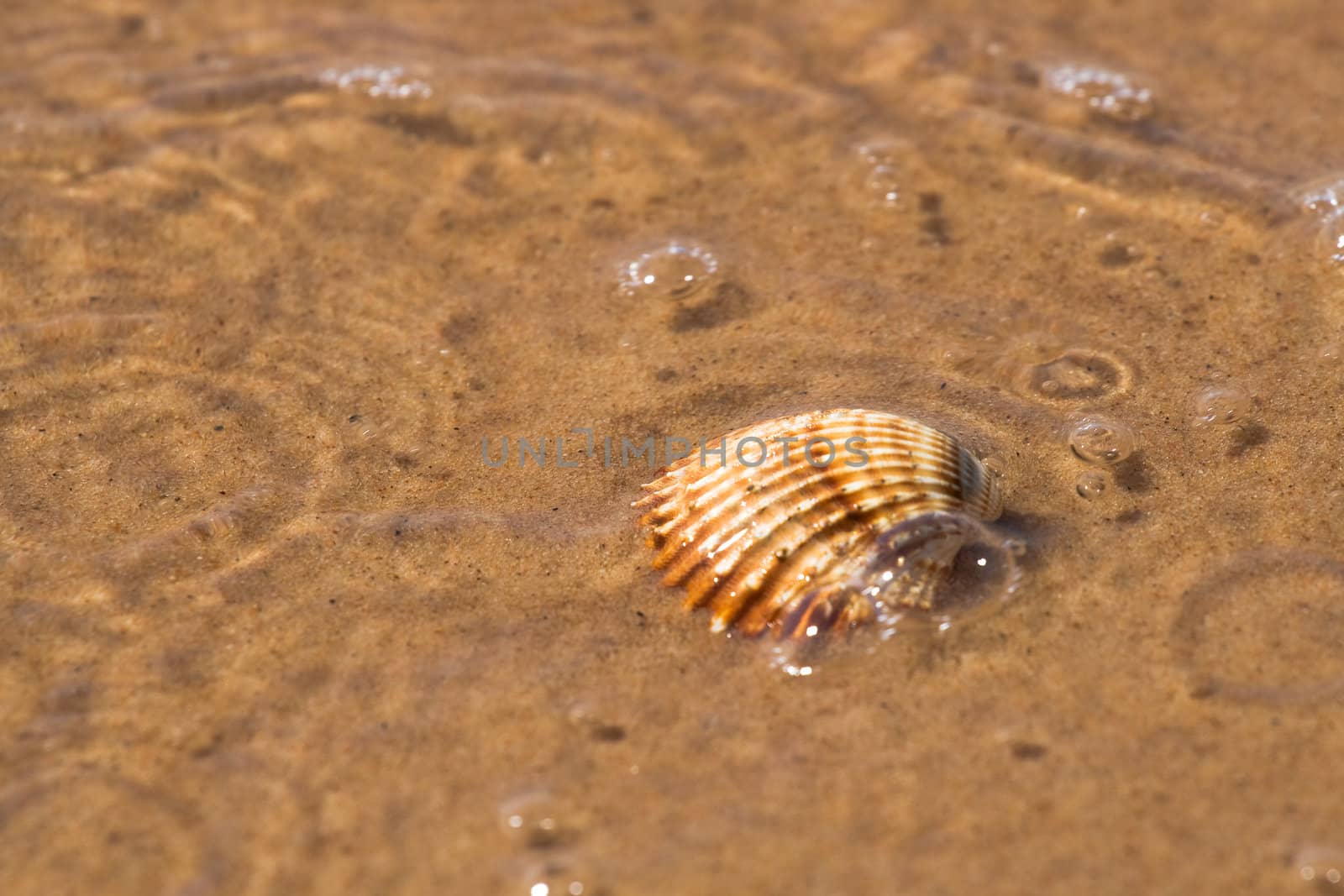 Sea shell in the wet beach sand