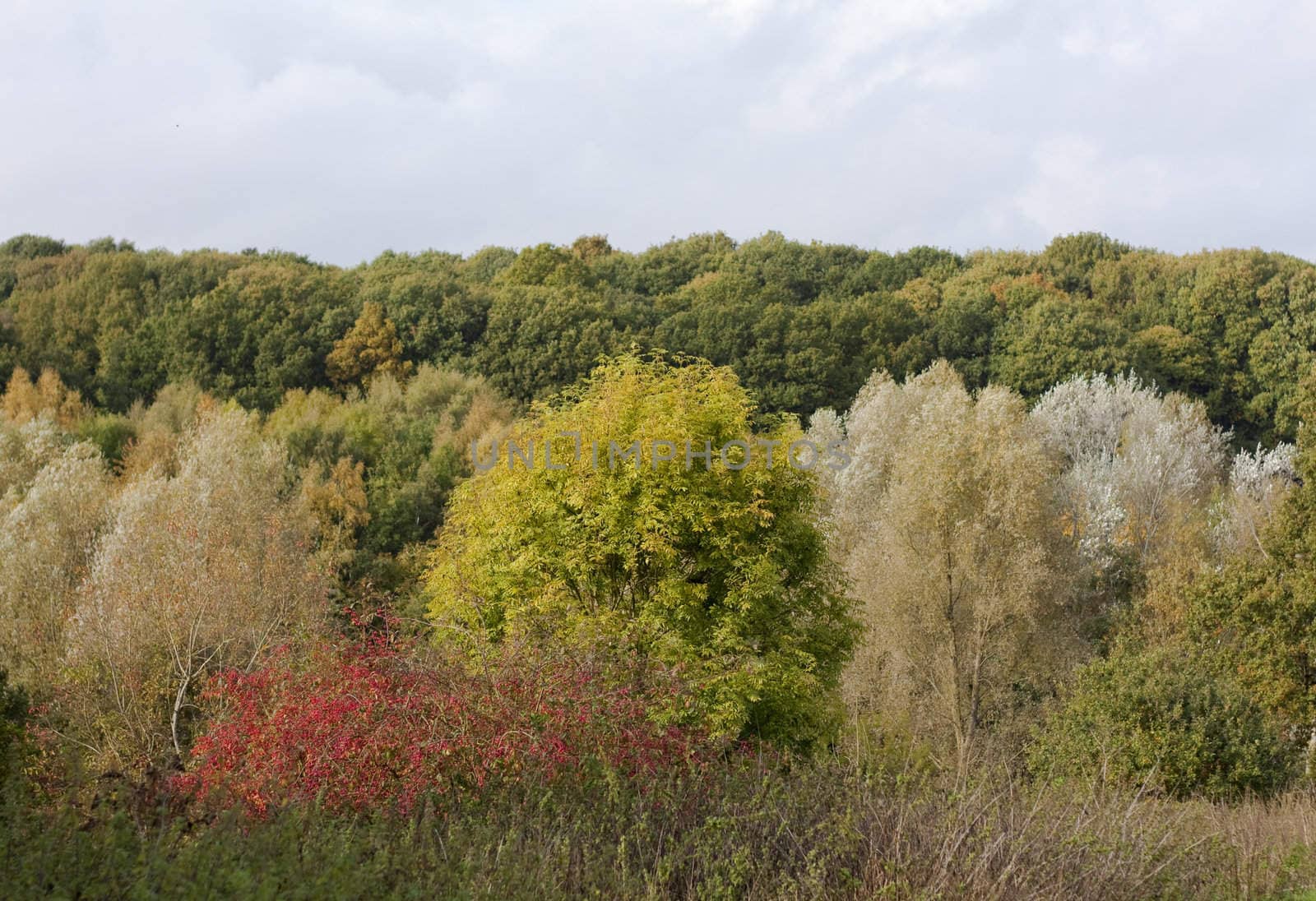 Colourful trees in a wood in England in autumn.