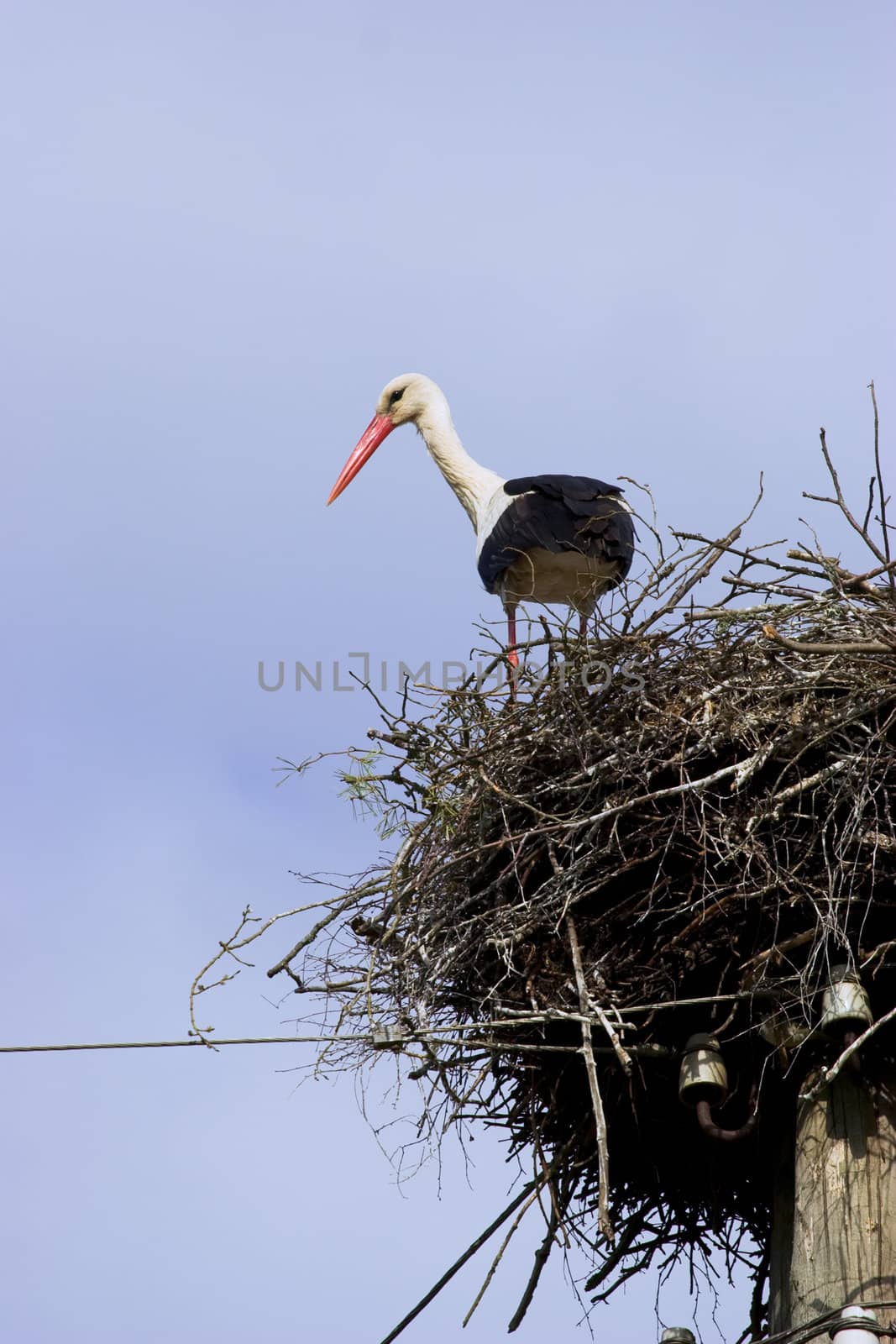 White Stork (Ciconia ciconia) in nest on power line. Backroun blue sky with white clouds. White Stork is a symbol of childbirth