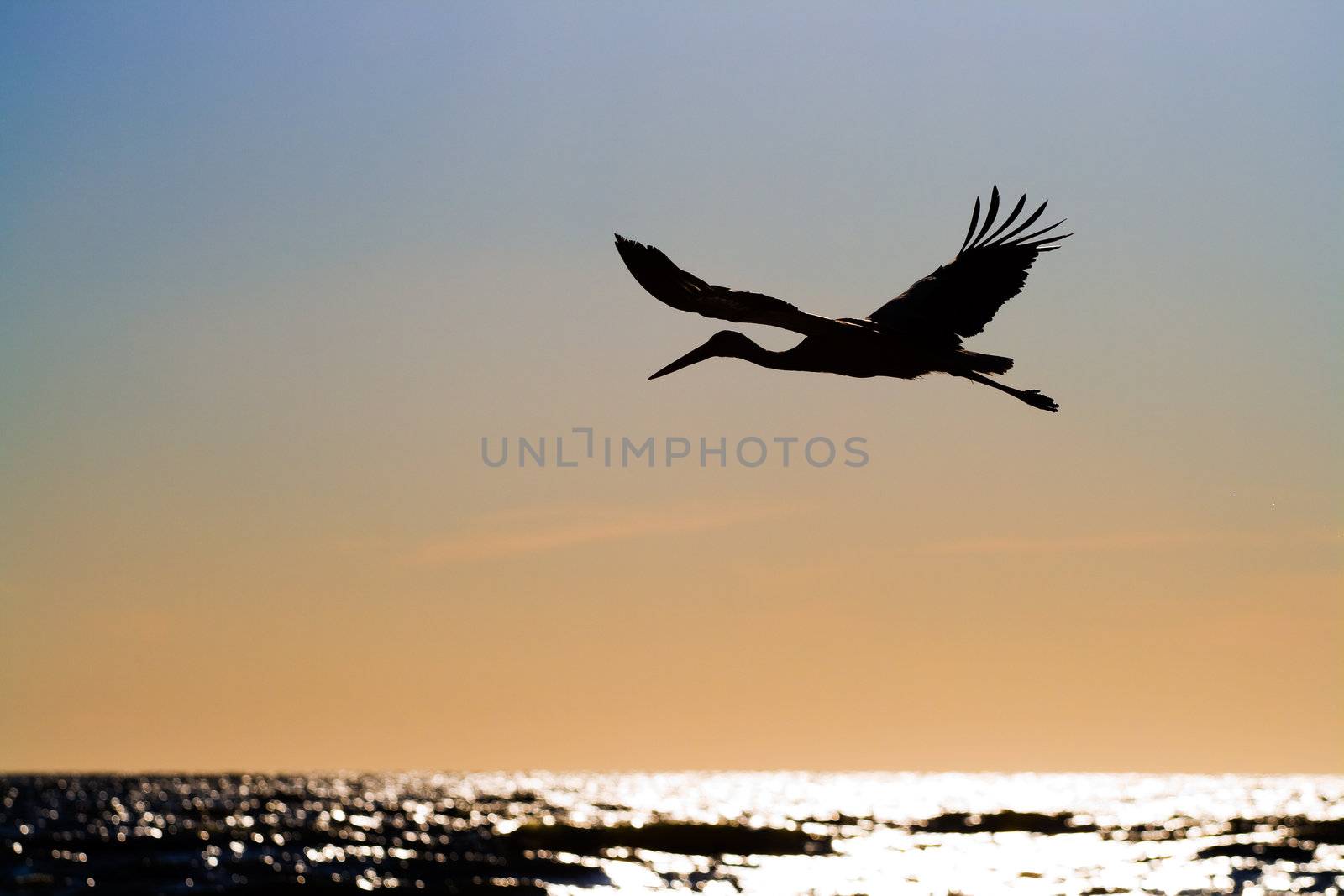 White stork (Ciconia ciconia) flying over sea in sunset time